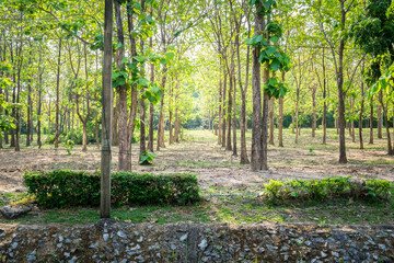 Beautiful landscapes and nature green forest in Thailand. Explore the countryside.