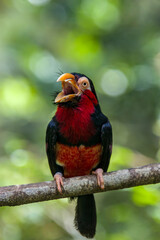 The bearded barbet (Lybius dubius) is an African barbet.
The barbets get their name from the bristles which fringe their heavy bills.