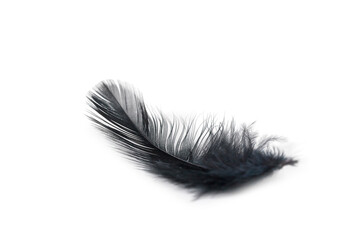 black feather texture