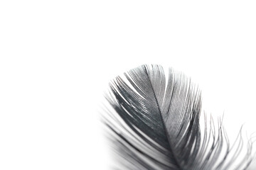 black feather texture