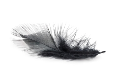 Obraz premium black feather texture
