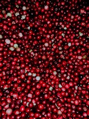 background of currant