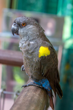 Rueppell's parrot (Poicephalus rueppellii) is endemic in southwestern Africa from central Namibia to southwest Angola. It lives in savanna where there are trees or in dry woodland.