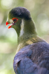 White-cheeked turaco (Tauraco leucotis) is a species of bird in the family Musophagidae. 
It is found in Eritrea, Ethiopia, and South Sudan.