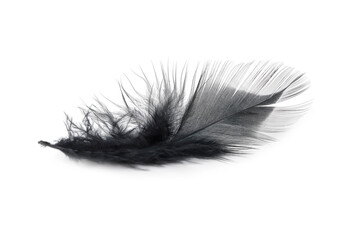 black feather texture