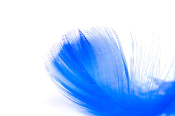 Blue feathers texture