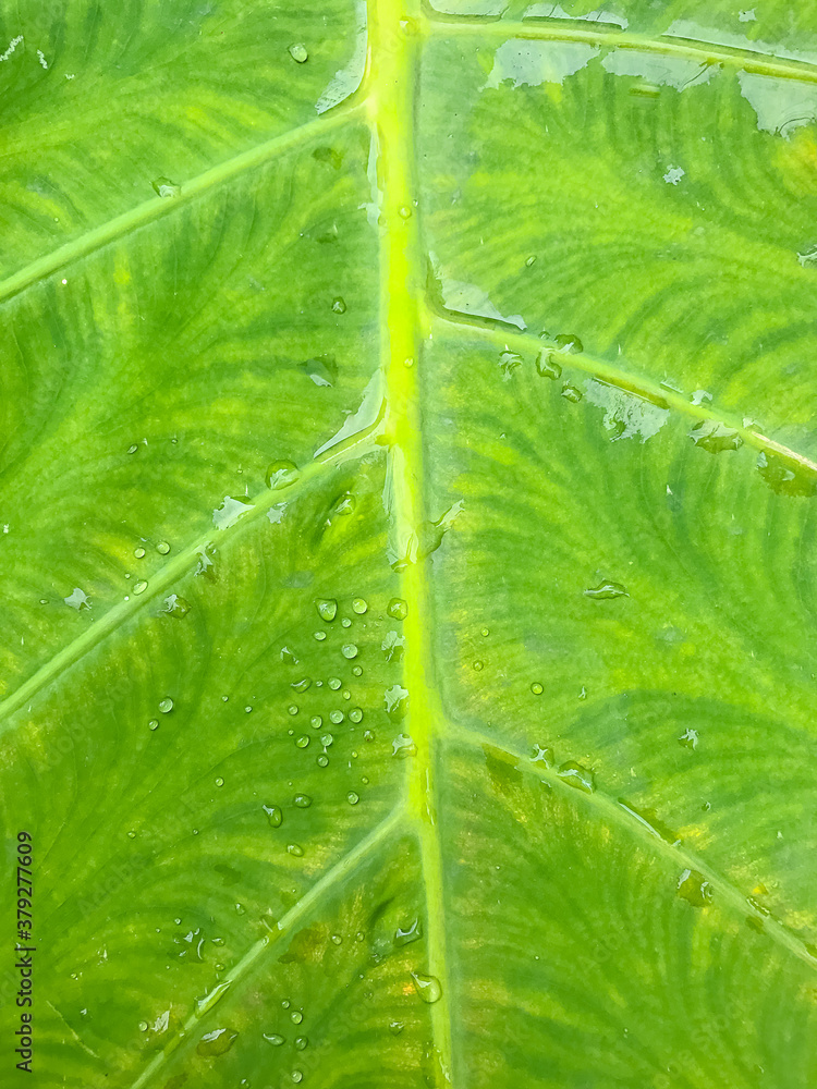 Wall mural Fresh green leaves  with water drops