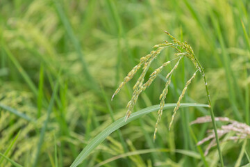Green rice organic plant in the field
