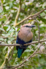 The blue-bellied roller (Coracias cyanogaster) is a member of the roller family of birds which breeds across Africa