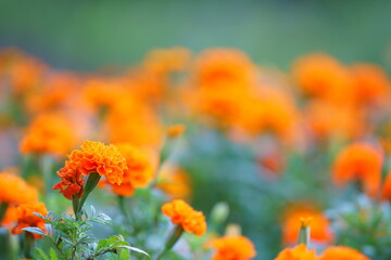 マリーゴールド