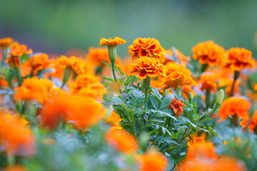 マリーゴールド