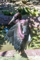 Naklejka premium The Abdim's stork (Ciconia abdimii) bask in the sun, looks like a pterosaur. It is a black stork with grey legs, red knees and feet, grey bill and white underparts. 
