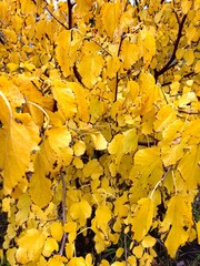 yellow autumn leaves