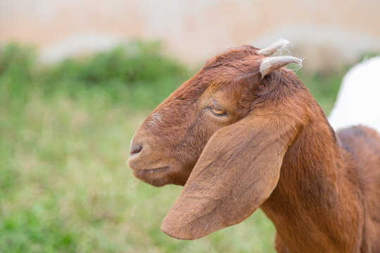 Brown lovely Goat looking the camera with green nature