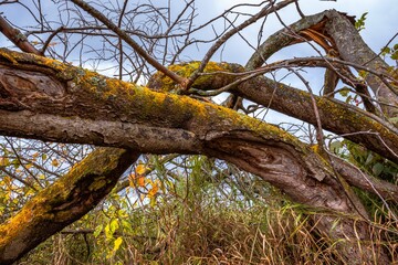 Abstract background with crooked trunks of old trees overgrown with yellow moss