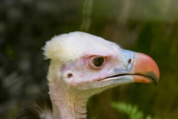 The white-headed vulture (Trigonoceps occipitalis) is an Old World vulture endemic to Africa....