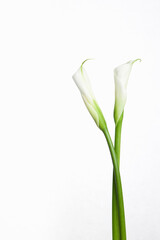 calla lily on white background