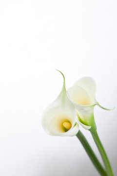 calla lily on white background