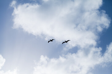 Silhouettes of two pelicans