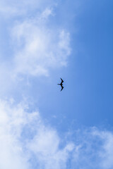 Fototapeta na wymiar Silhouette of frigate bird in a blue sky