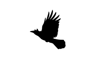 Flying crow, black silhouette photo isolated on white