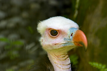 The white-headed vulture (Trigonoceps occipitalis) is an Old World vulture endemic to Africa. Populations have been declining steeply in recent years due to habitat degradation and poisoning.