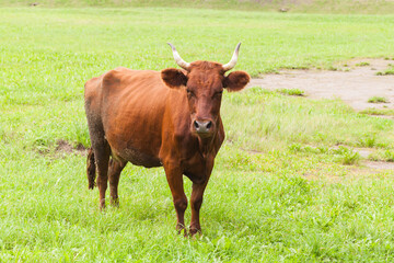 Brown cow walk on the meadow