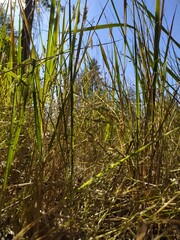 grass and sky