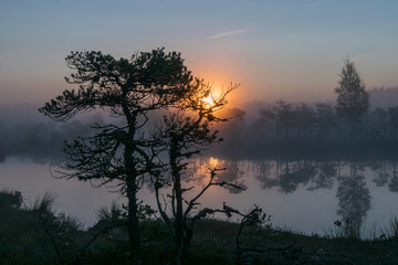 magical sunrise landscape from the bog in the early morning, tree silhouettes in the morning mist, blurred background in the mist, traditional bog vegetation, Madiesēni bog, Latvia