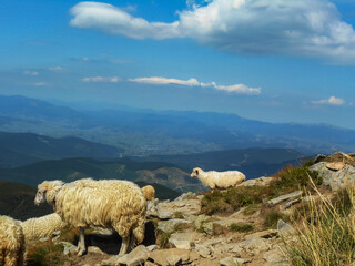 Flock of sheep in the mountains. Location of the Carpathians, Ukraine.