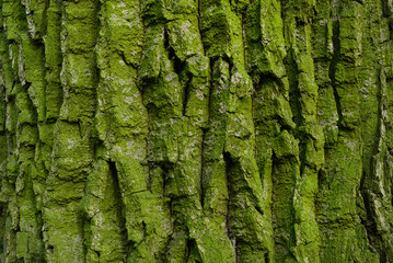 tree bark with green moss and lichen