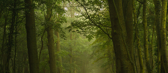 Mysterious view of a dark alley on a cold foggy day
