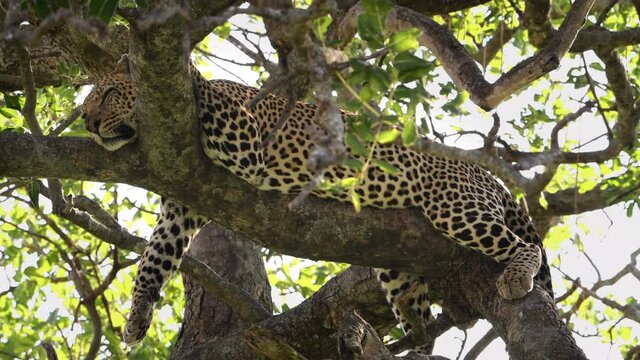 A large male African leopard rests and pants in a tree after killing and eating a wildebeest the night before. Large predators find ample prey during the great migration in Tanzania and Kenya.
