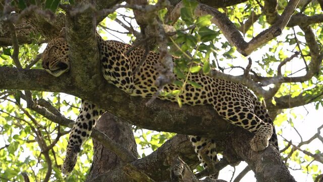 A big male African leopard rests and pants in a tree after killing and eating a wildebeest the night before. Large predators find ample prey during the great migration in the Maasai Mara Reserve.