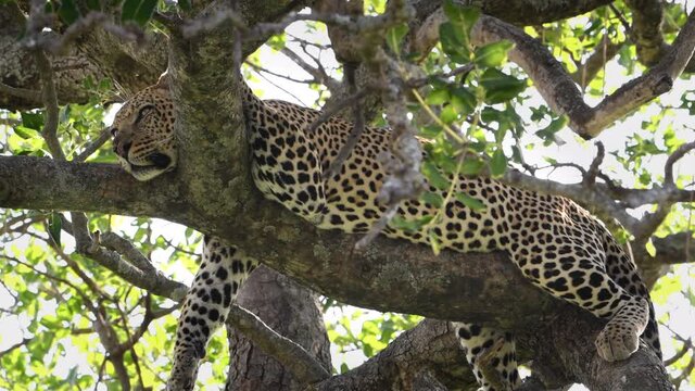 A large African male leopard rests and pants in a tree after killing and eating a wildebeest the night before. Large predators find ample prey during the great migration in the Maasai Mara Reserve.