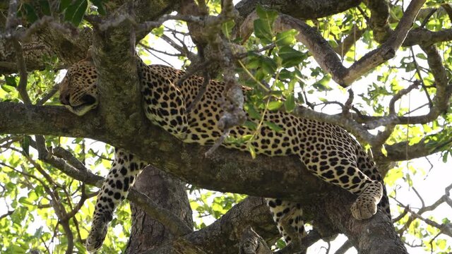 Large male African leopard rests and pants in a tree after killing and eating a wildebeest the night before. Large predators find ample prey during the great migration in the Maasai Mara Reserve.