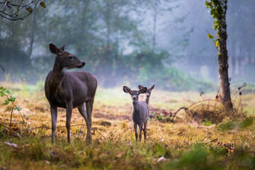 Mom deer with 2 fawns early September morning