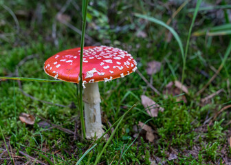 natural forest background, wild mushroom in the forest, traditional forest background with grass, moss, lichens and dry branches, autumn forest texture