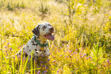Portrait of brown white Dalmatian Dog sitting on the green grass in the sun looking at the roght...