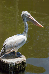 The spot-billed pelican (Pelecanus philippensis) is a member of the pelican family. It breeds in southern Asia from southern Pakistan across India east to Indonesia.