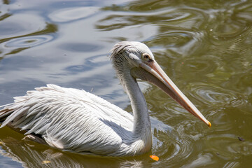Fototapeta na wymiar The spot-billed pelican (Pelecanus philippensis) is a member of the pelican family. It breeds in southern Asia from southern Pakistan across India east to Indonesia.