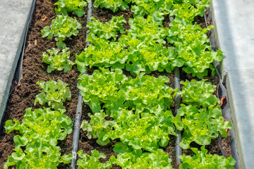 Fresh organic green oak lettuce growing on a natural farm. Photosynthesis salad vegetables growth on the soil in the plantation. chlorophyll leaf crop bio cover concept.