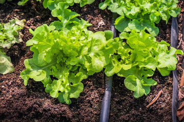 Fresh organic green oak lettuce growing on a natural farm. Photosynthesis salad vegetables growth on the soil in the plantation. chlorophyll leaf crop bio cover concept.