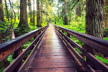 Boardwalk in the forest