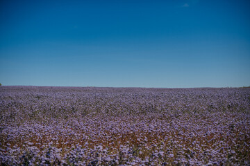 a field of blooming phacelia, a landscape reminiscent of lavender fields