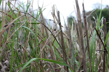 Fototapeta premium reeds in the water
