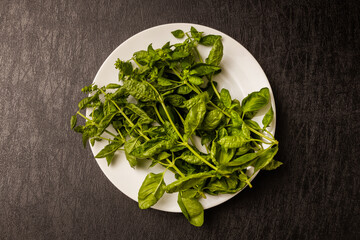 ハーブ　バジル　Organically grown herb basil leaves
