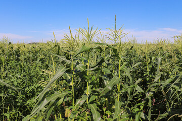 トウモロコシ畑のイメージ