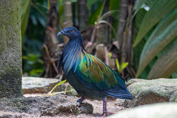 The Nicobar pigeon is a pigeon found on small islands and in coastal regions from the Andaman and Nicobar Islands, India, east through the Malay Archipelago, to the Solomons and Palau. 
