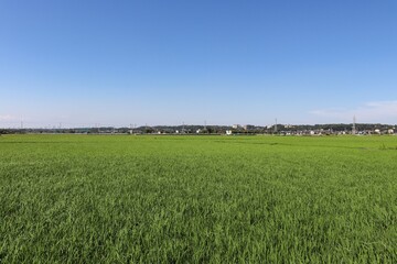 相模川流域の水田（神奈川県座間市）